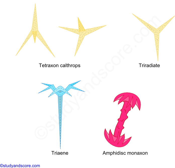 spicules, skeleton in sponges, porifera, tetraxon, monaxon, triaxon, development of spicules